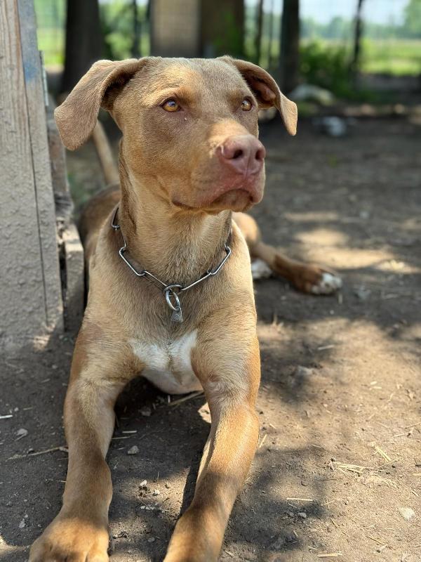 Zoro_Splendido Pitbull Red Nose Foto 7